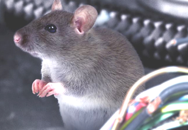 Anti Rat and Mouse Treatment